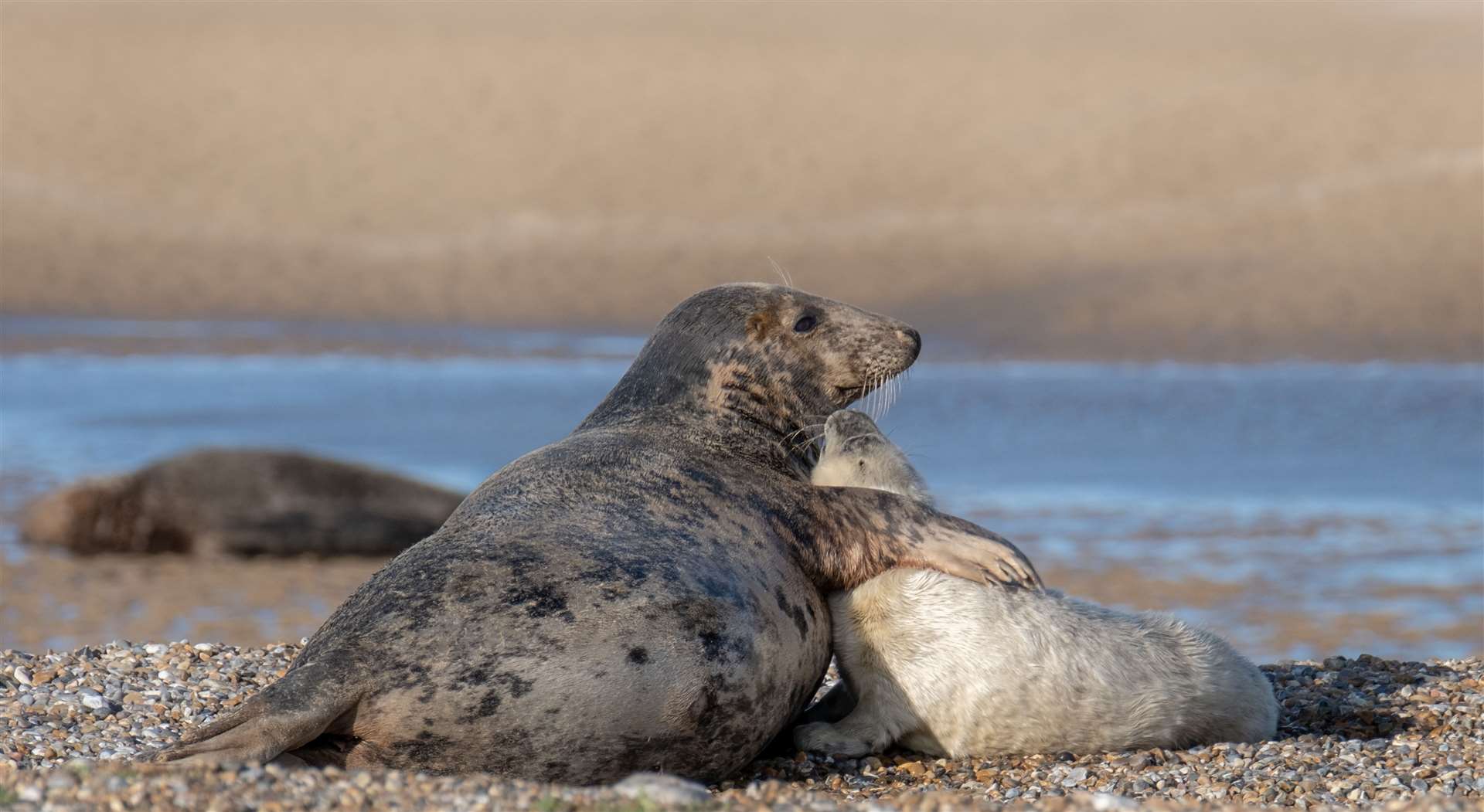 A mother and pup at Blakeney Point (National Trust Images/Hanne Siebers/PA)