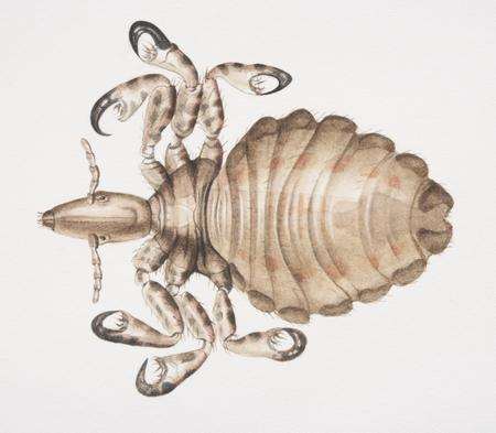 A head louse