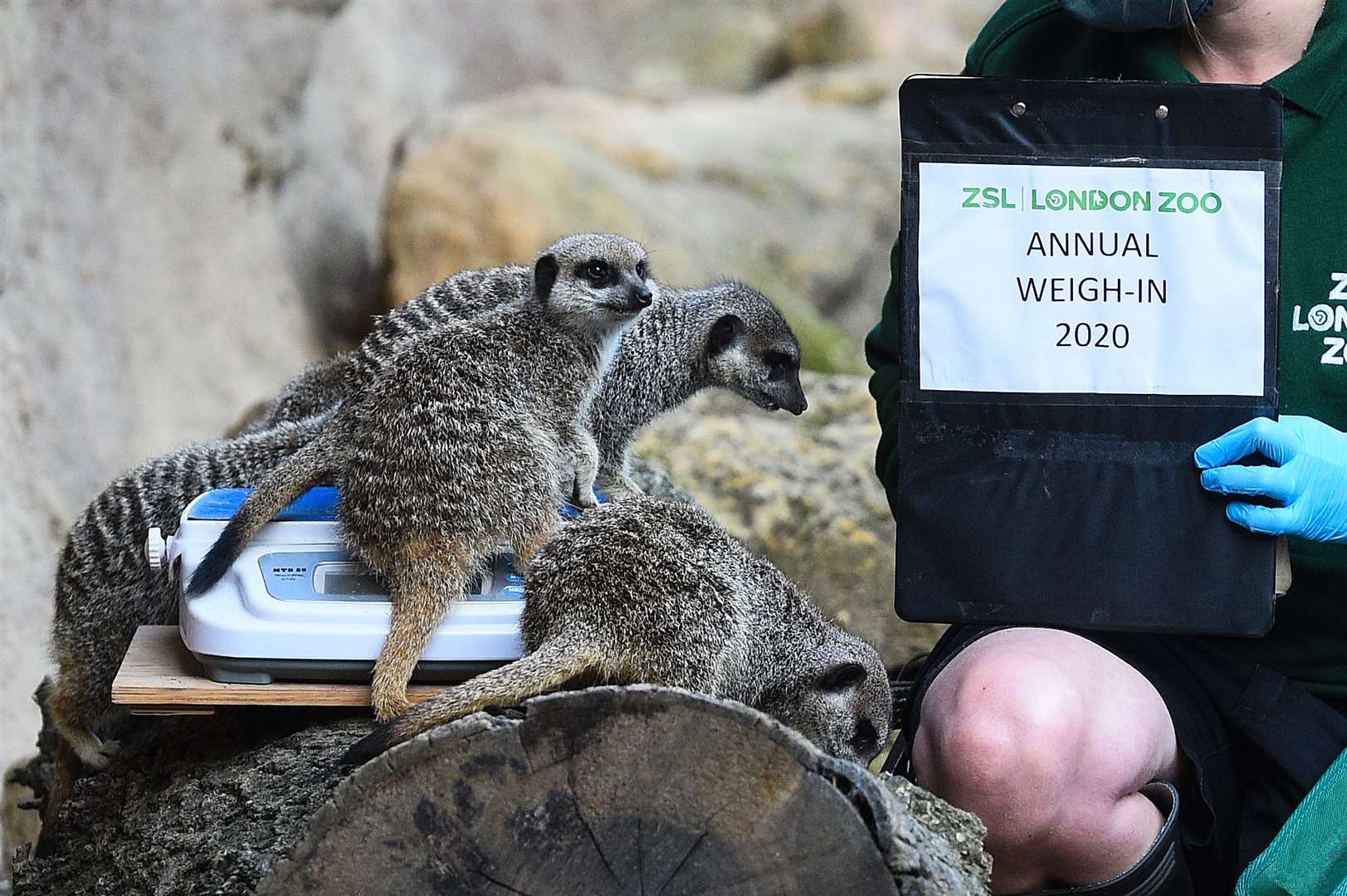 Meerkats ‘help’ with the annual weigh-in at ZSL London Zoo (Kirsty O’Connor/PA)