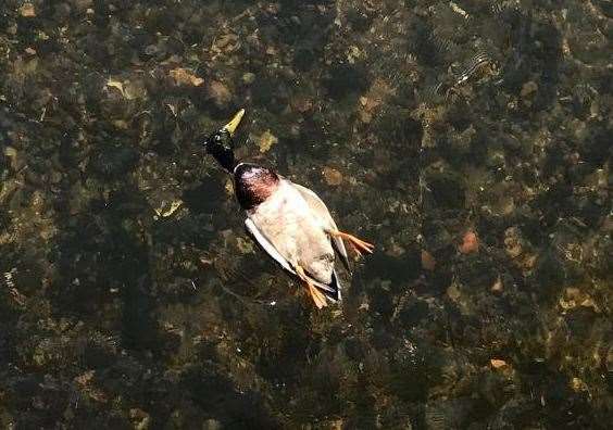 A duck believed to have been killed by a catapult on the River Stour in Canterbury