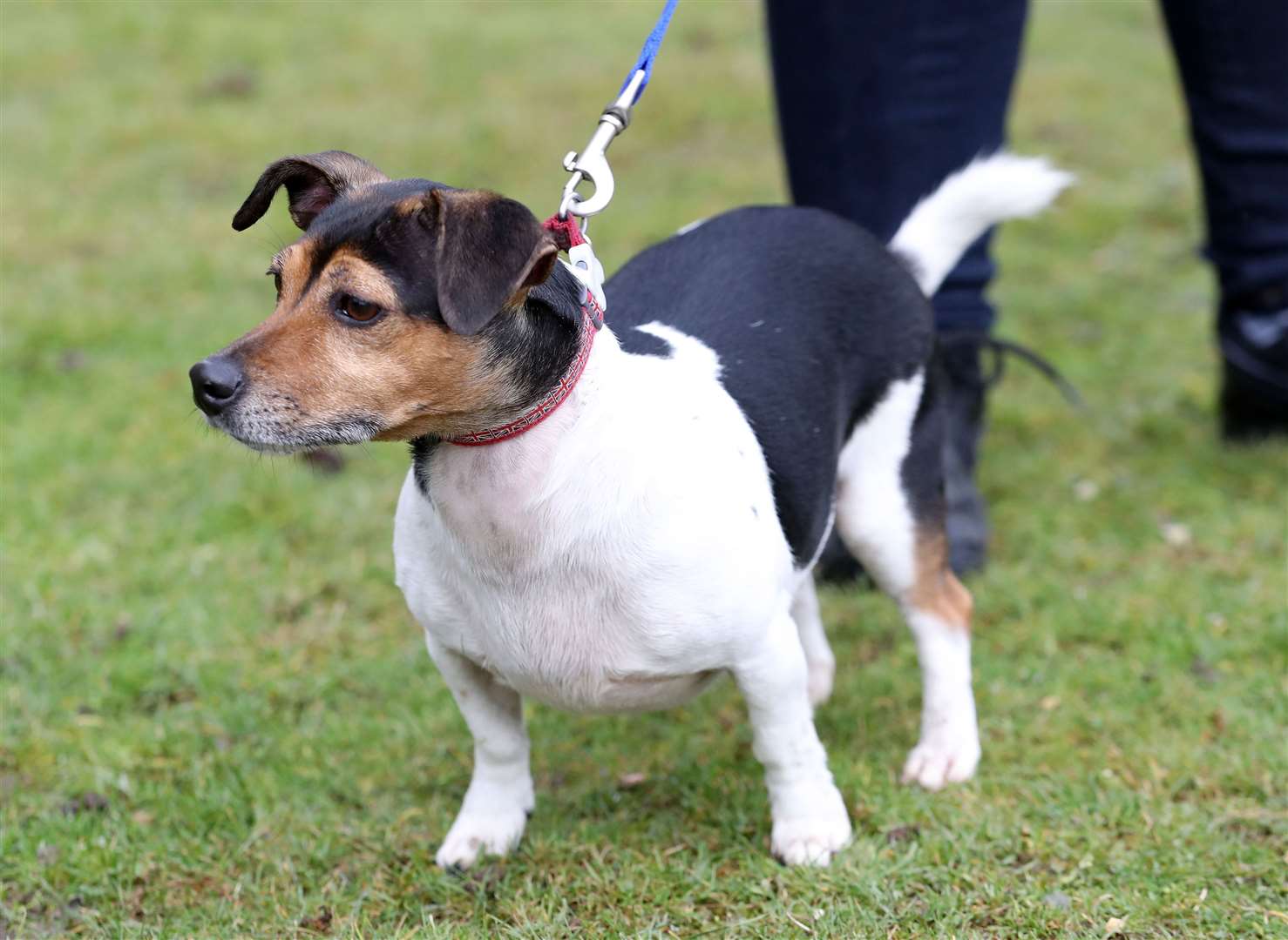 Beth was described as the Queen’s ‘much-loved companion’ (Chris Jackson/PA)