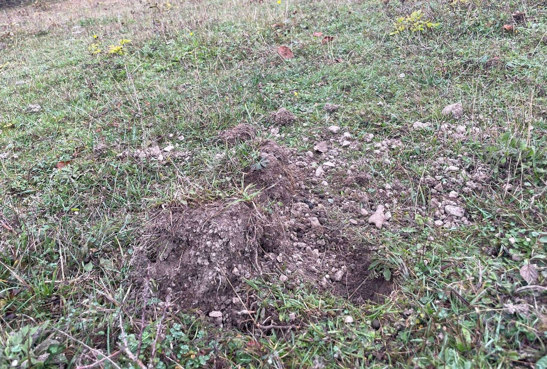 Damage at The Larches Nature Reserve in Detling caused by metal detecting. Picture: Alison Ruyter