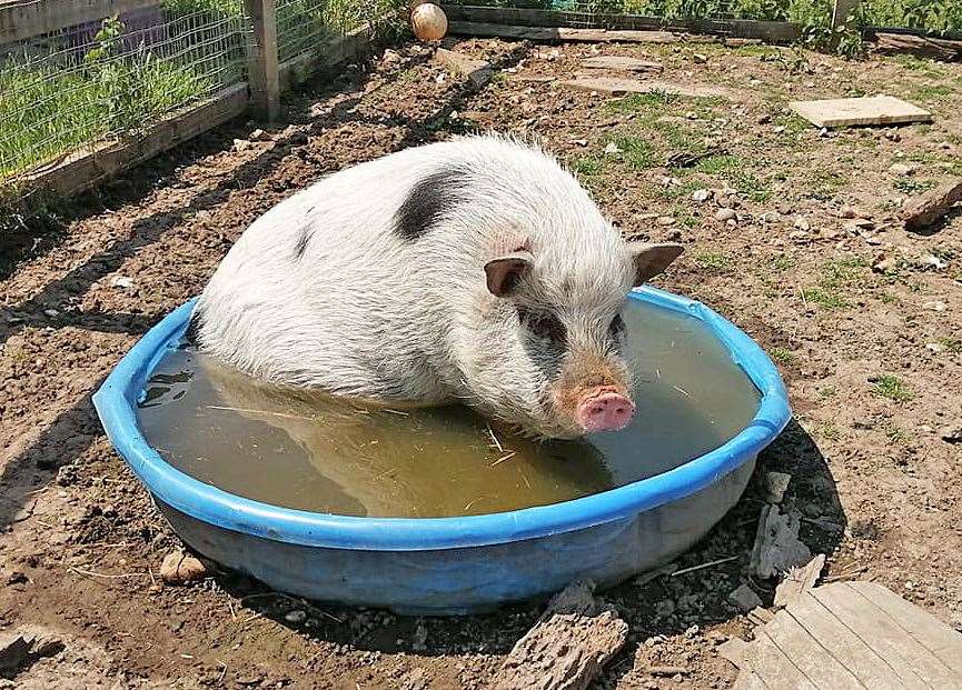 Wilbur, a current Care for Life micro pig