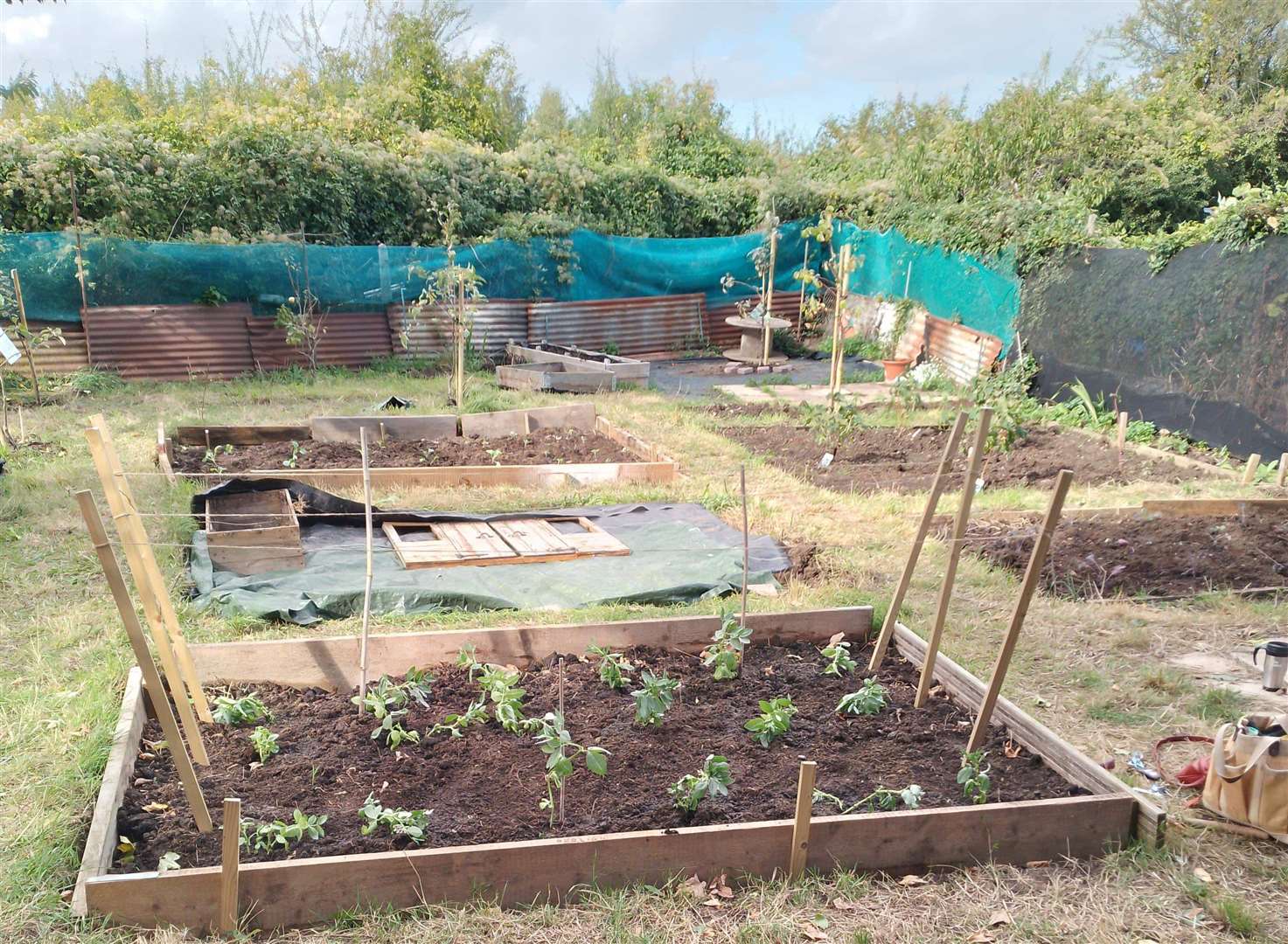 Cally Gale loves the peace of tending her alloment plot. Photo: Cally Gale