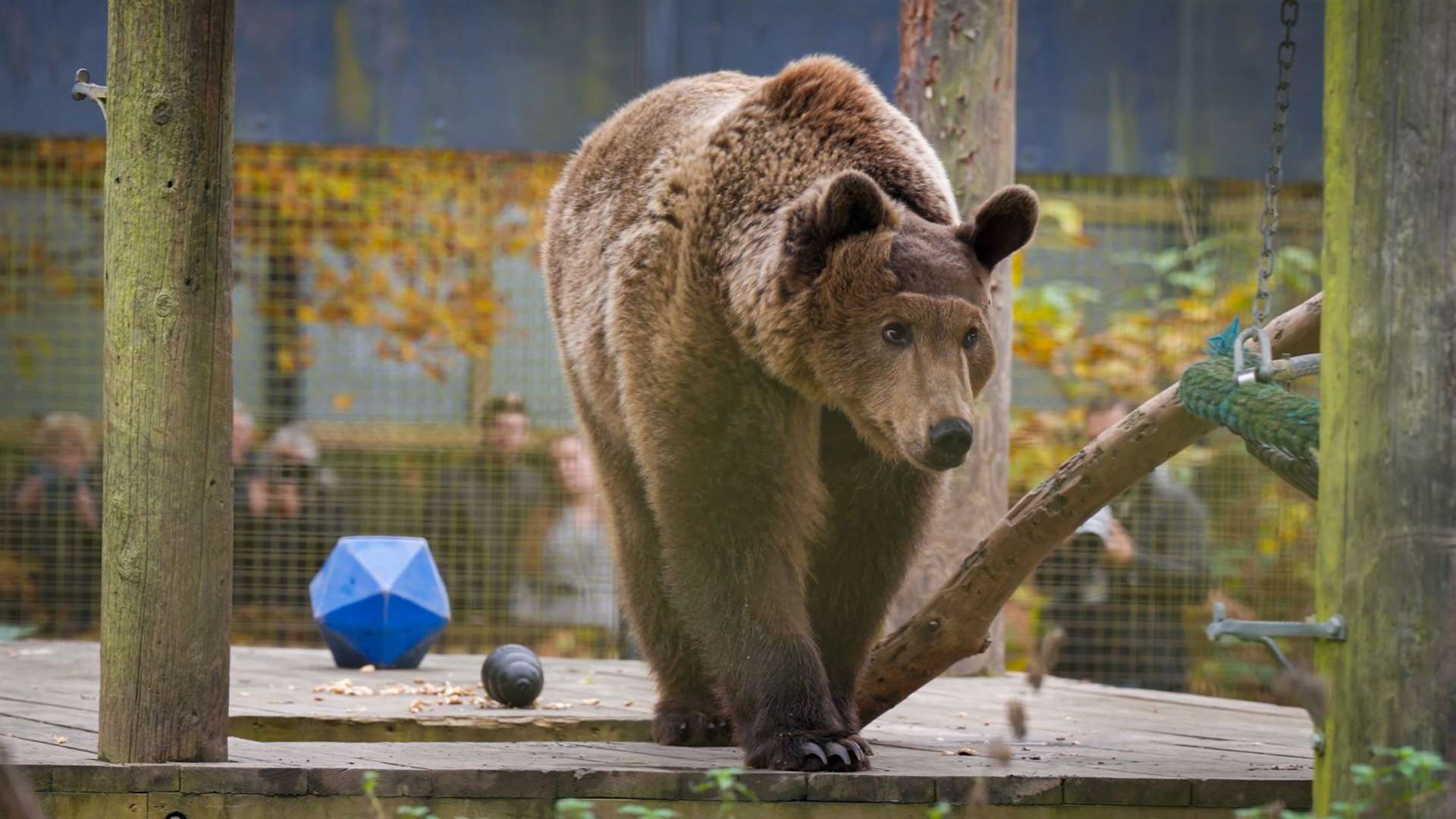 Boki the brown bear has made good progress six weeks after his pioneering brain surgery. Picture: Harding-Lee Media/Wildwood Trust