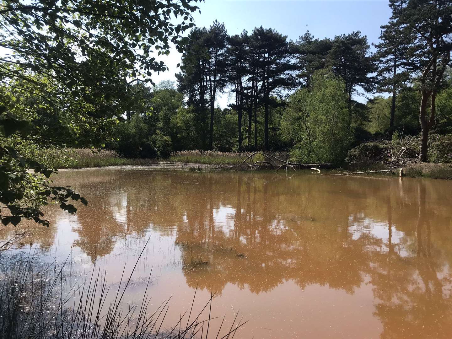 The habitat in the beaver enclosure at Wild Ken Hill (Wild Ken Hill/PA)