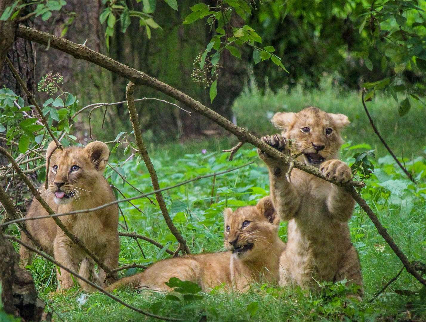 A trio of lion cubs. Picture: The Aspinall Foundation