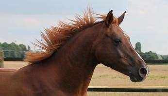 Horses leave behind a lot of mess