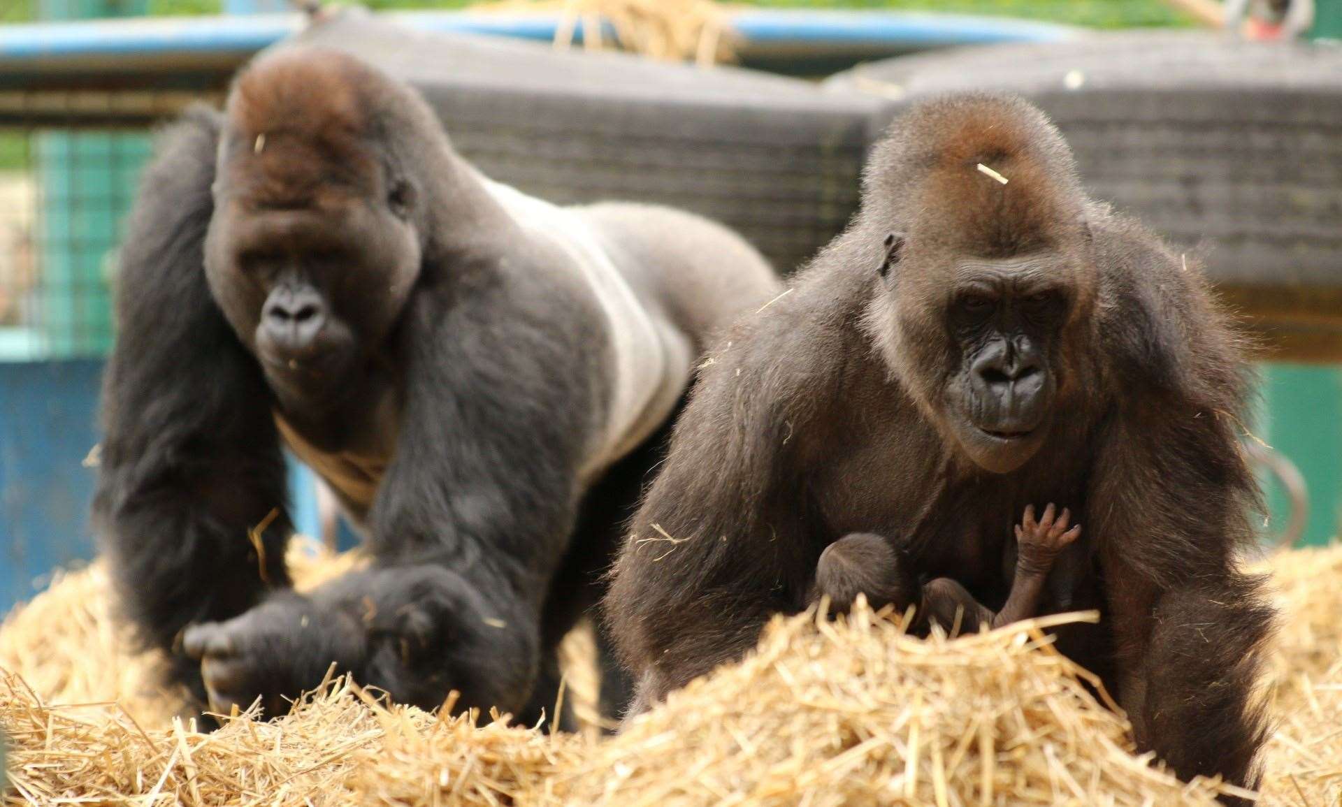 Meet the gorillas at Howletts with extra keeper talks and free feeding sessions. Picture: Howletts