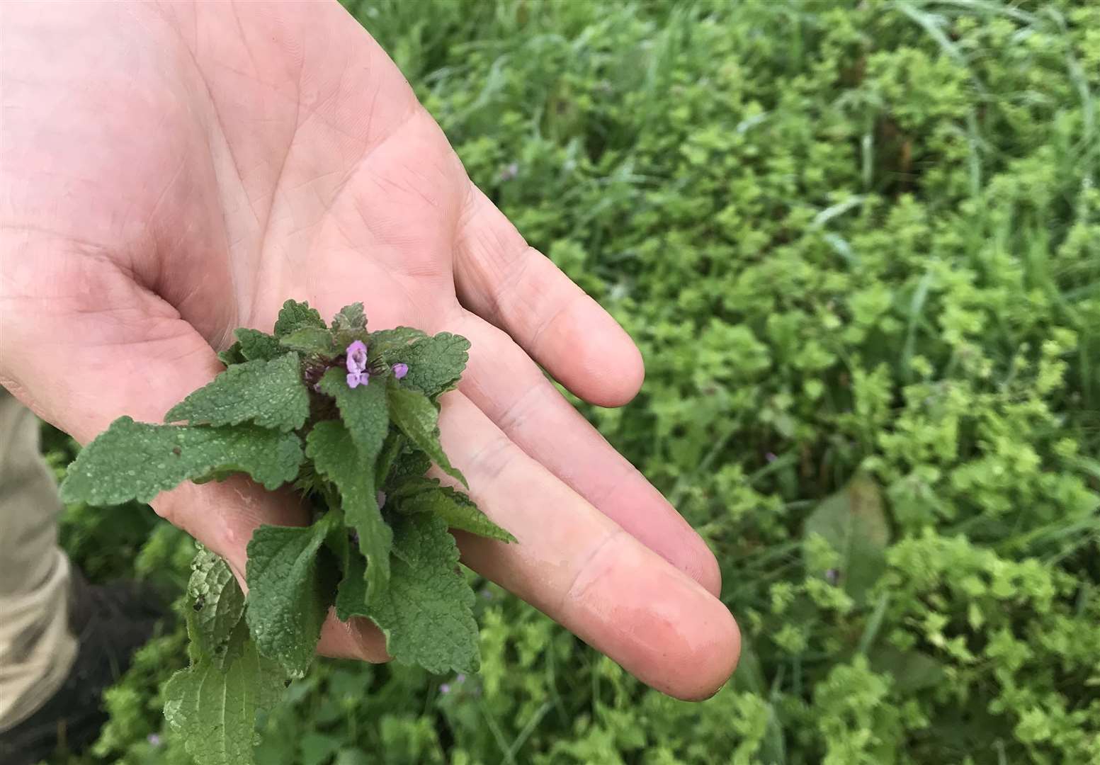 One of the plants Miles picked while foraging