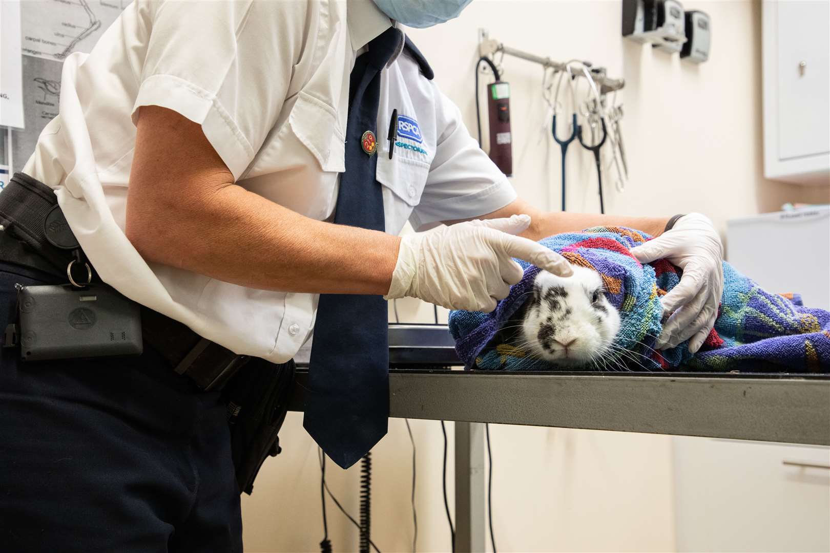 Rabbits can be easily vaccinated from five weeks old to prevent them from getting this disease. Picture: RSPCA