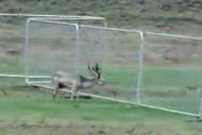 Drivers are being told to watch out for a stag seen in Garlinge, near Margate. Picture: Liz Miller