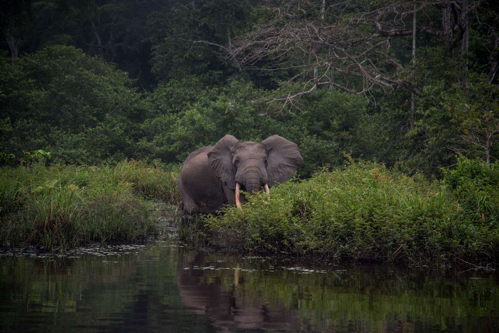 Forest elephants are threatened by habitat loss (Frank af Petersens/Save The Elephants/PA)