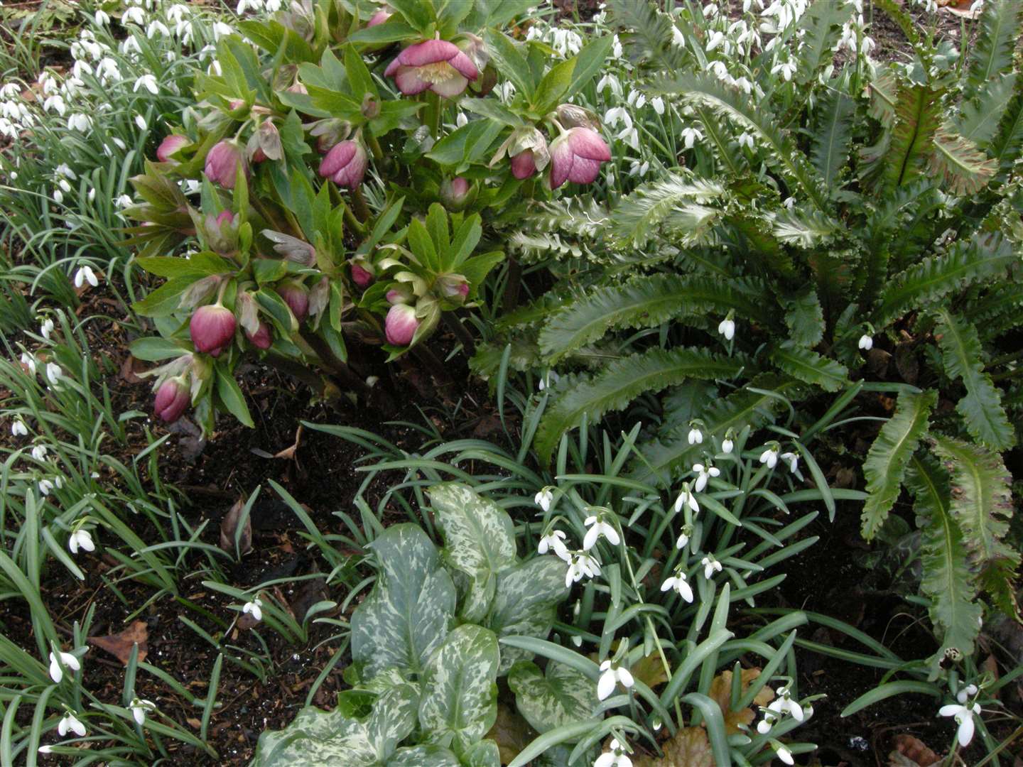 See the snowdrops at Copton Ash in Faversham. Picture: National Garden Scheme