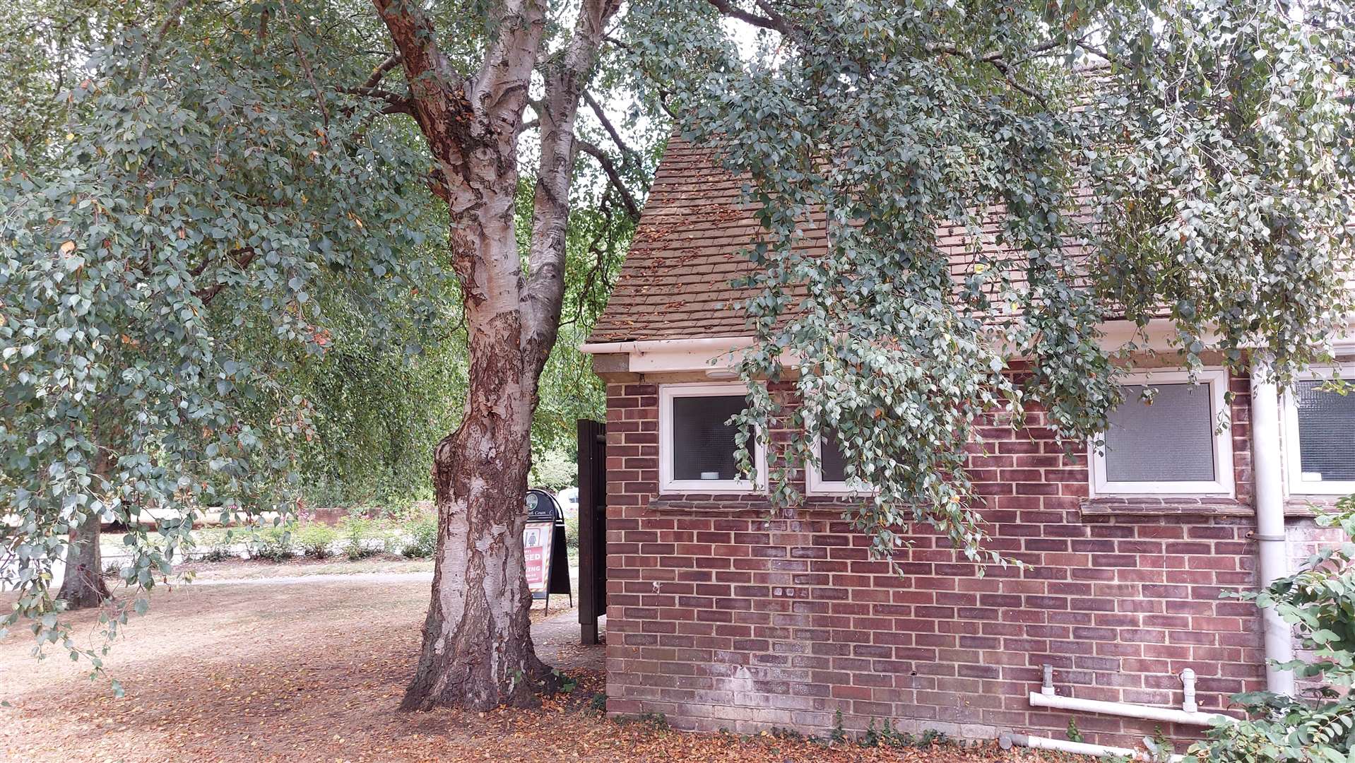 The parish council says the tree is 'arguably' at the end of its life