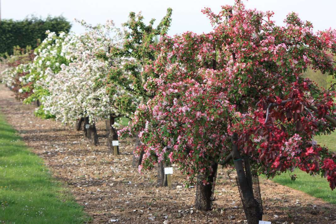 The blossom at Brogdale