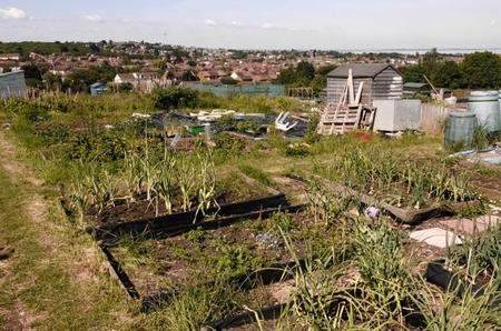 Whitstable allotment