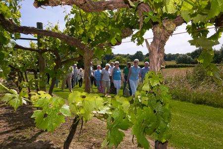 Biddenden Vineyard