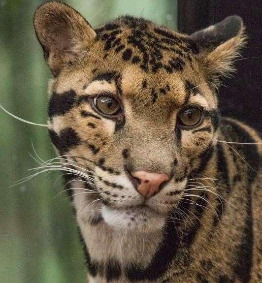 Django has joined the ranks at The Big Cat Sanctuary in Smarden, Ashford. Picture: Pairi Daiza