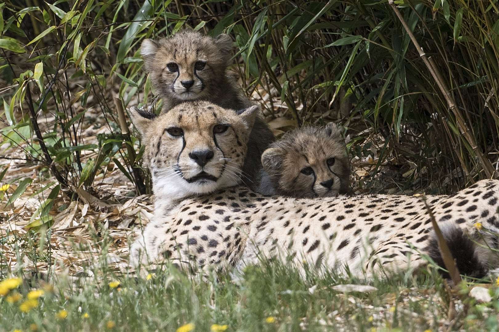 Two of four cheetah cubs born to mother Sia at Colchester Zoo. The females were named Nova, Hope and Star to honour the work of the NHS, and the male was named Tom, after fundraising veteran Captain Sir Tom Moore (Kirsty O’Connor/PA)