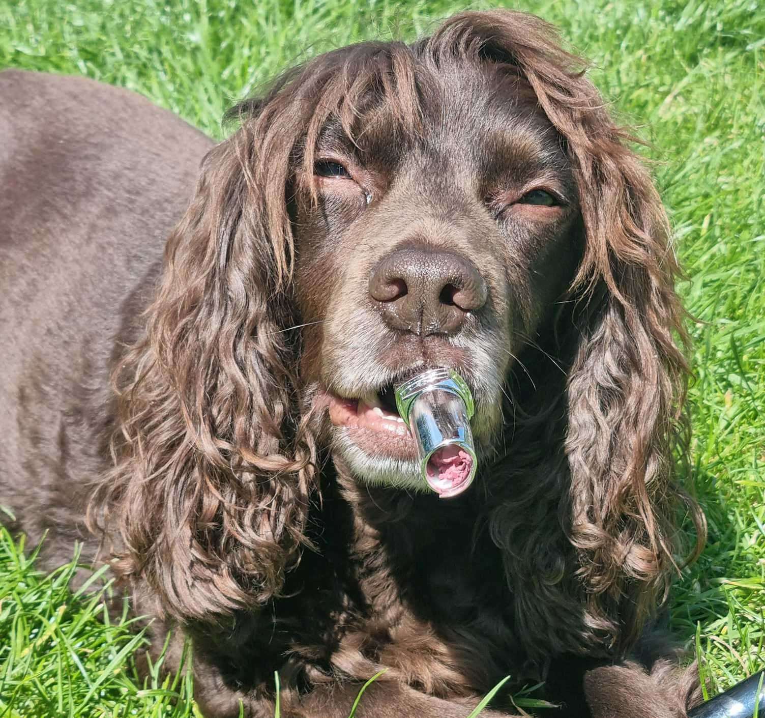 Shell Cox's crazy cocker spaniel steals everything - including her lipstick