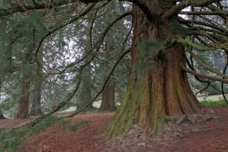 One of the redwoods at Bedgebury Pinetum. Picture: Bedgebury Pinetum