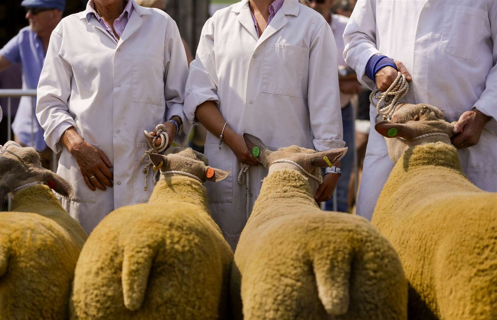 Sheep at the Kent County Show Picture: Thomas Alexander