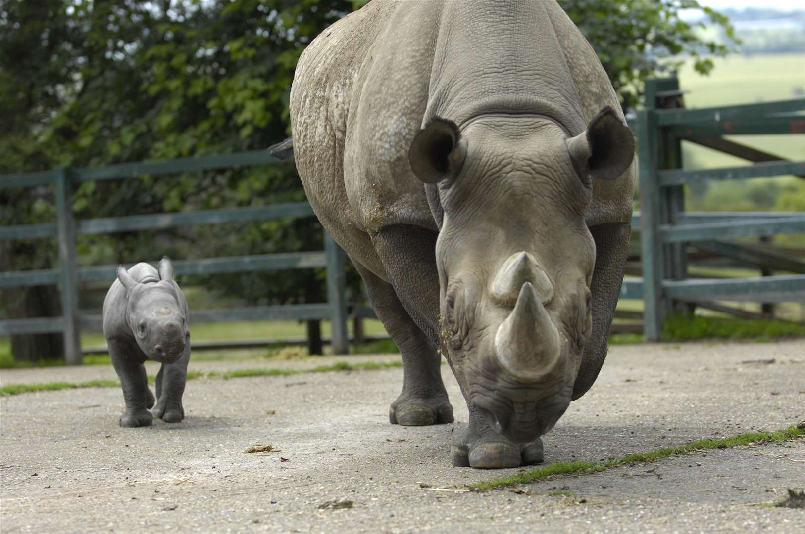 Rhinos at Port Lympne