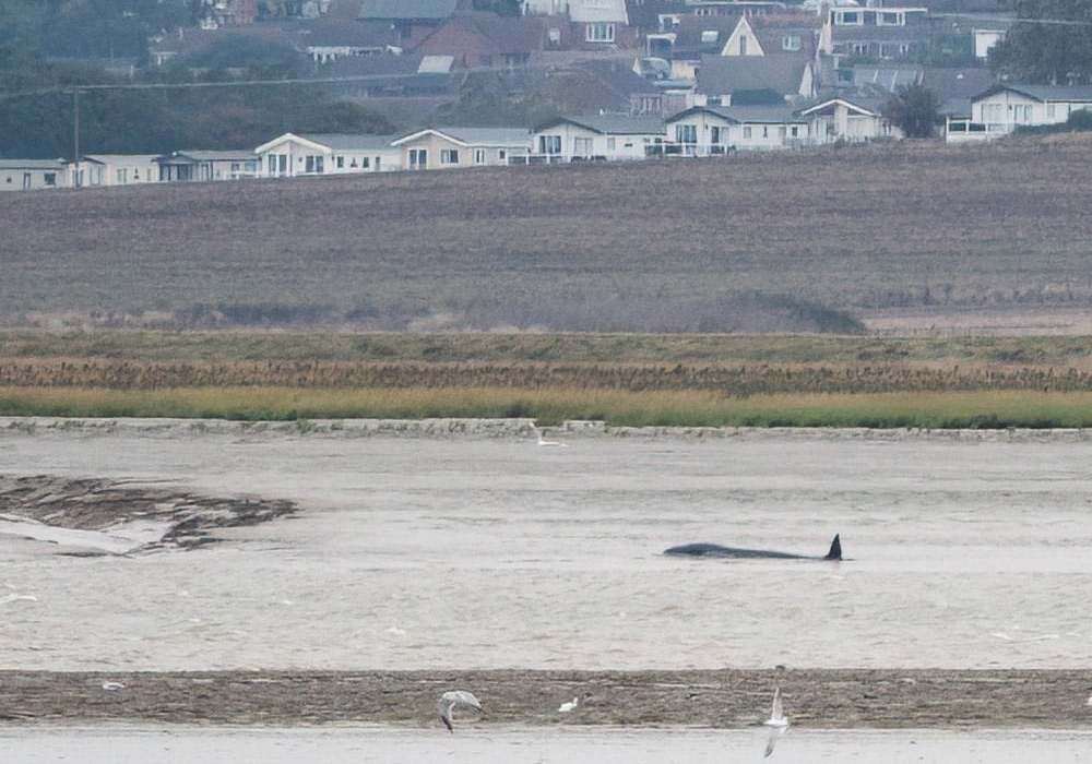 The whales were stuck. Picture: Mike Gould