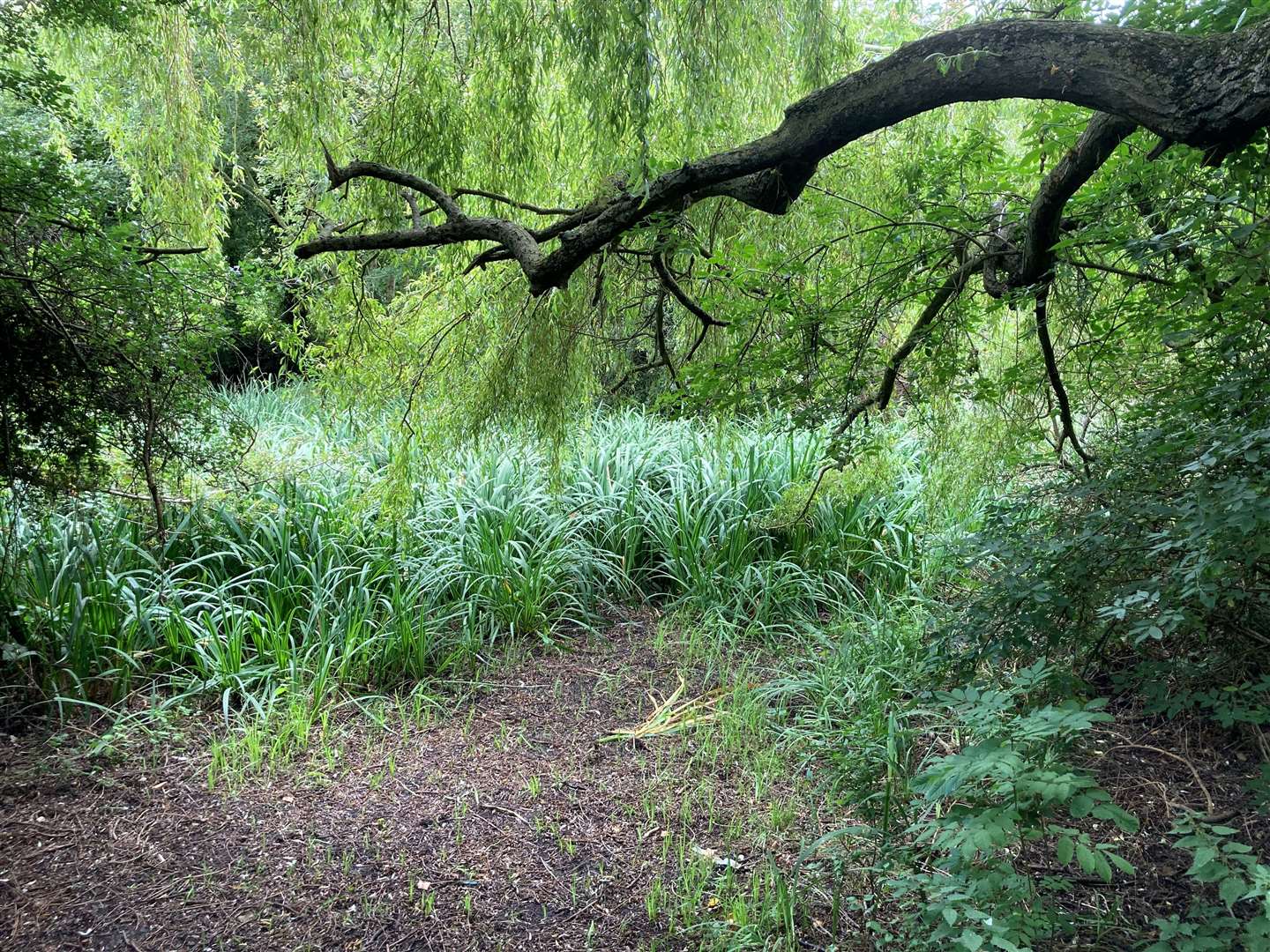 The pond at The Glen had an £11,000 revamp two years ago. Picture: John Nurden