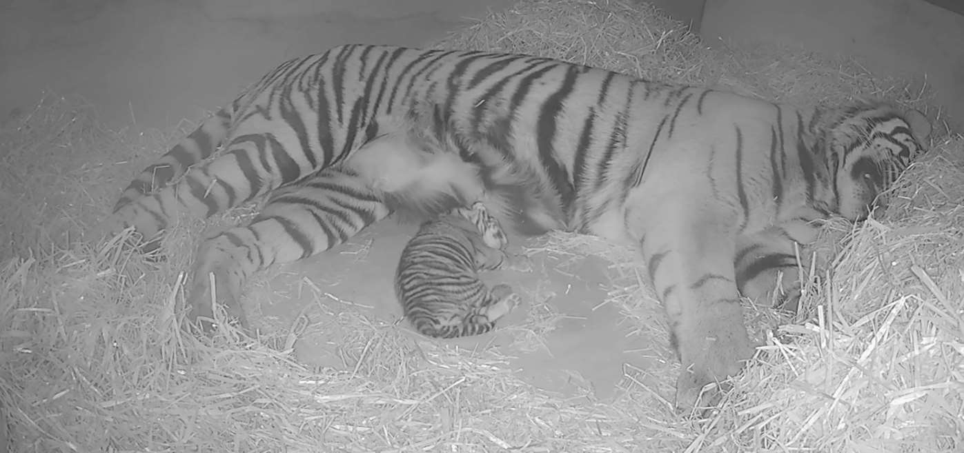 The cub is yet to be named (ZSL London Zoo/PA)