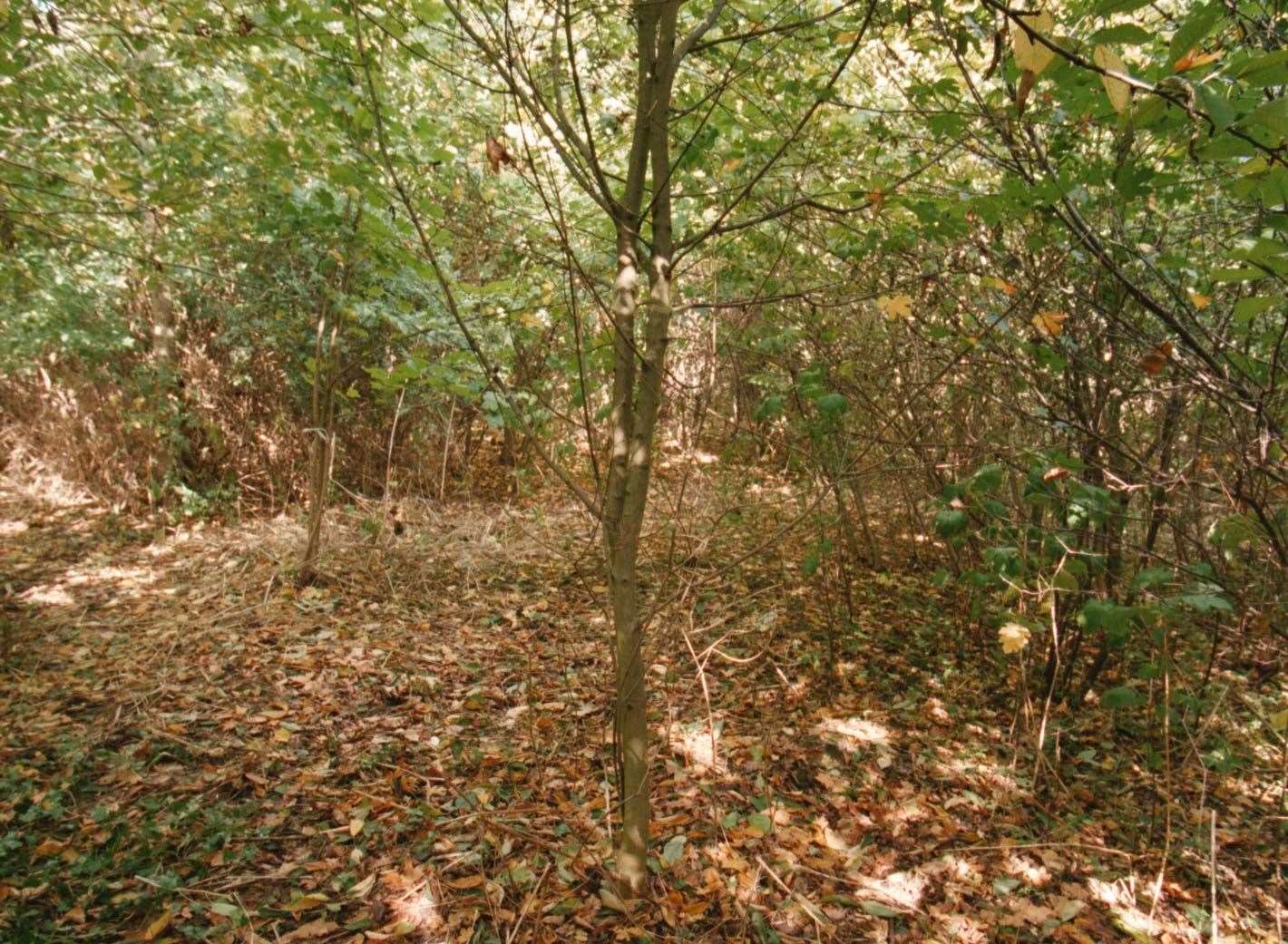 The copse where Rikki’s body was found (PA)