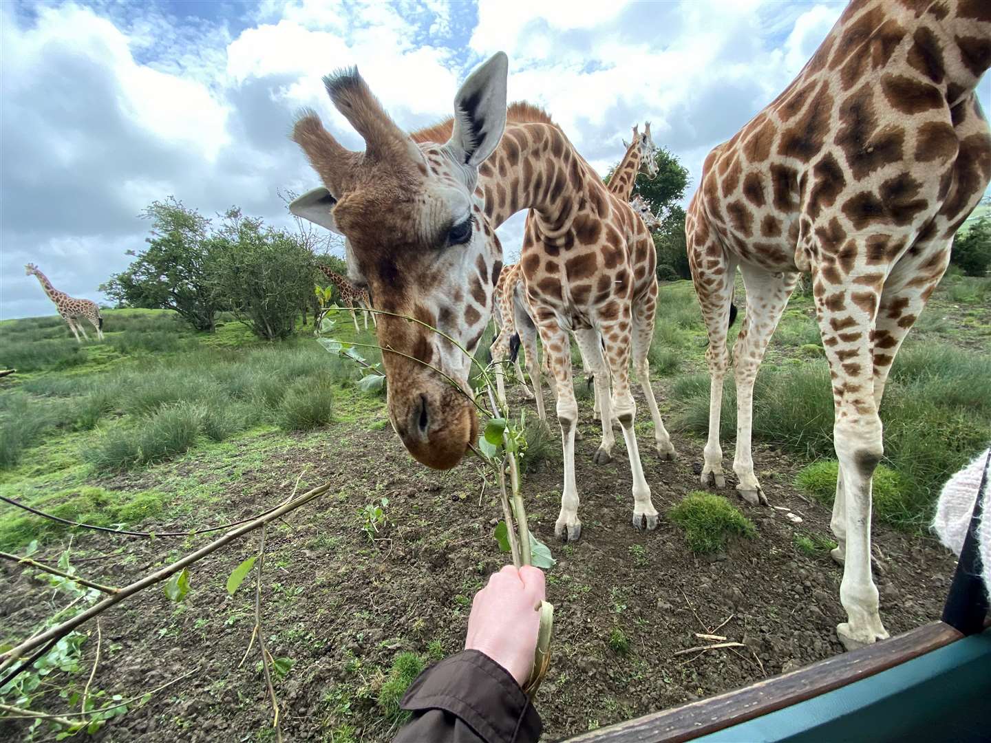 The giraffes were amazing to see and feed up close