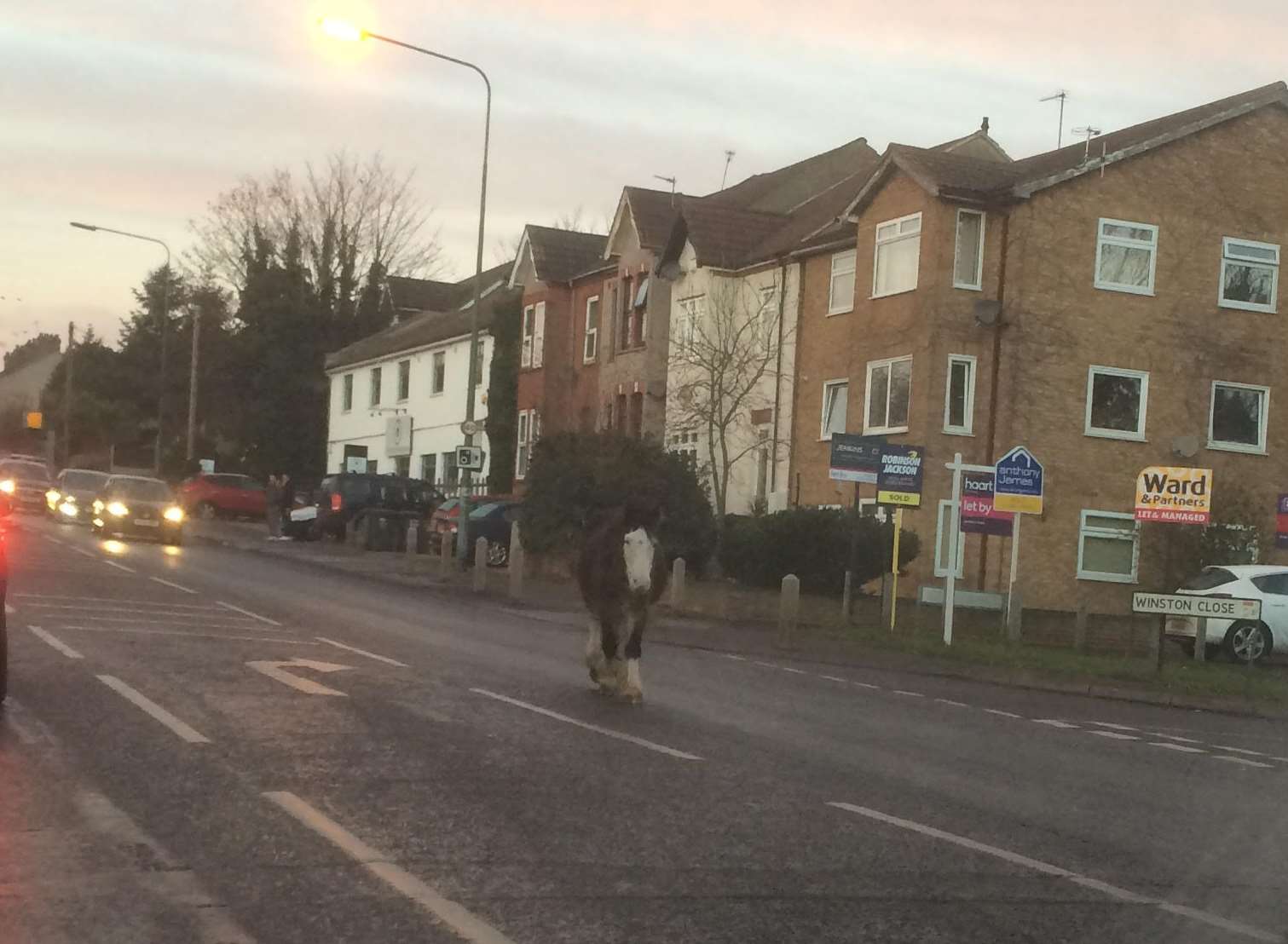 Horse on the loose in Greenhithe. Picture: Joy Heard