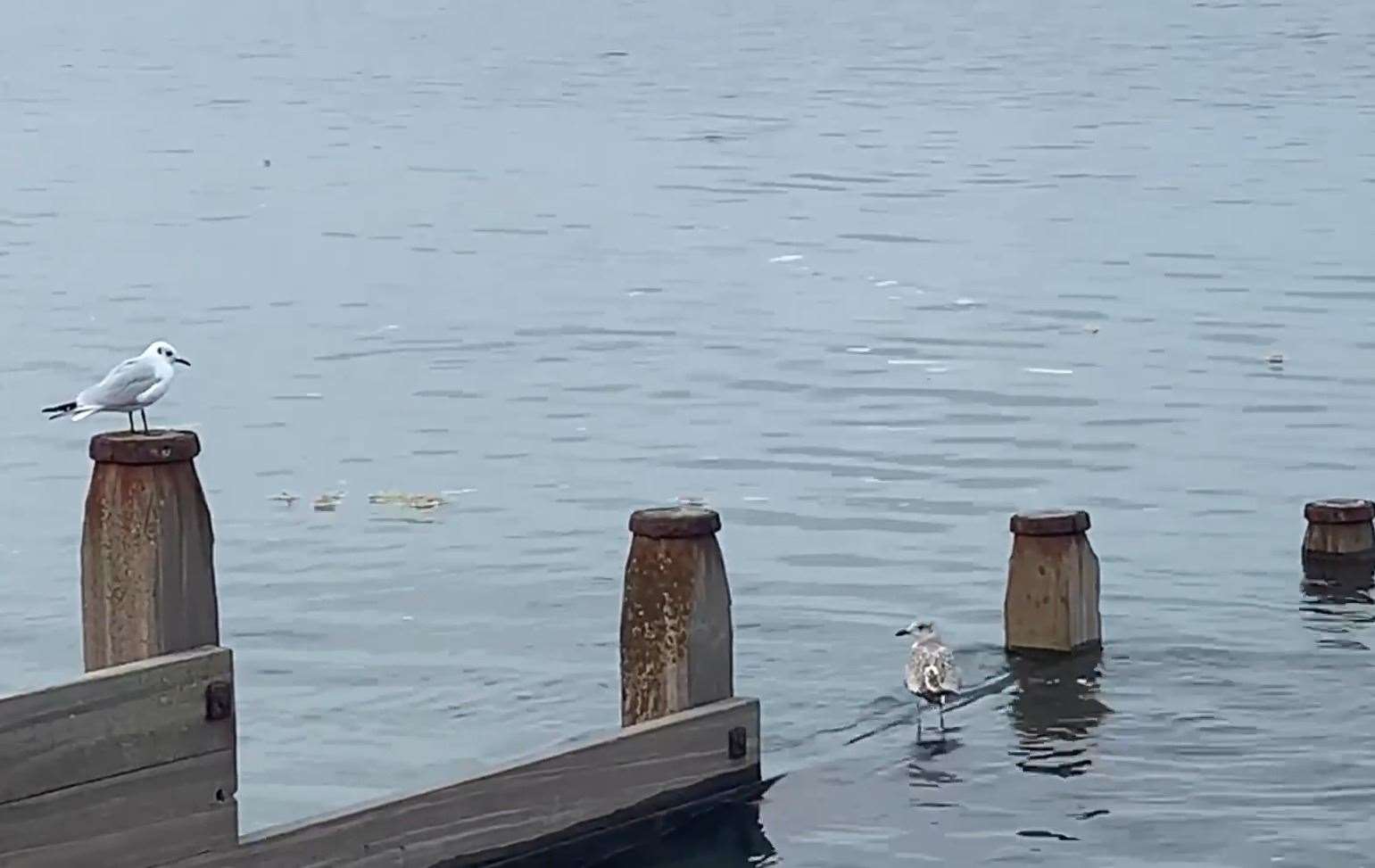 Video footage appears to show sewage floating in the sea at Whitstable. Picture: Sarah Hammond Thornby