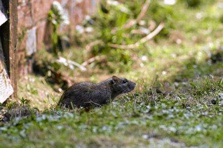 Invading rats infesting the Woolpack Inn and churchyard just off Tenterden High Street