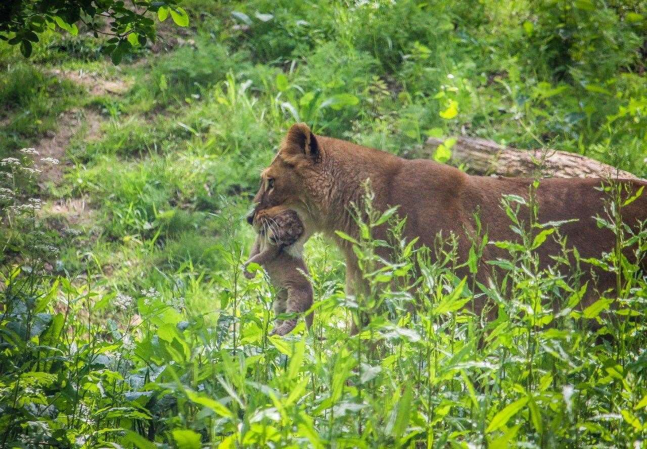 One of the cubs pictured at eight days, with mum Oudrika