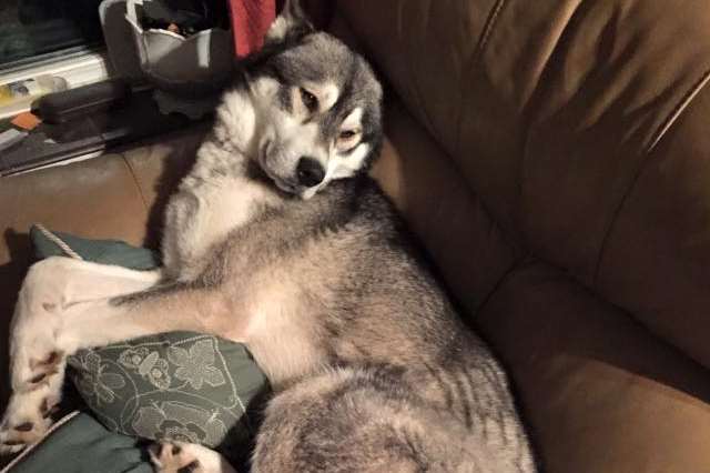 Timber the husky has gone missing