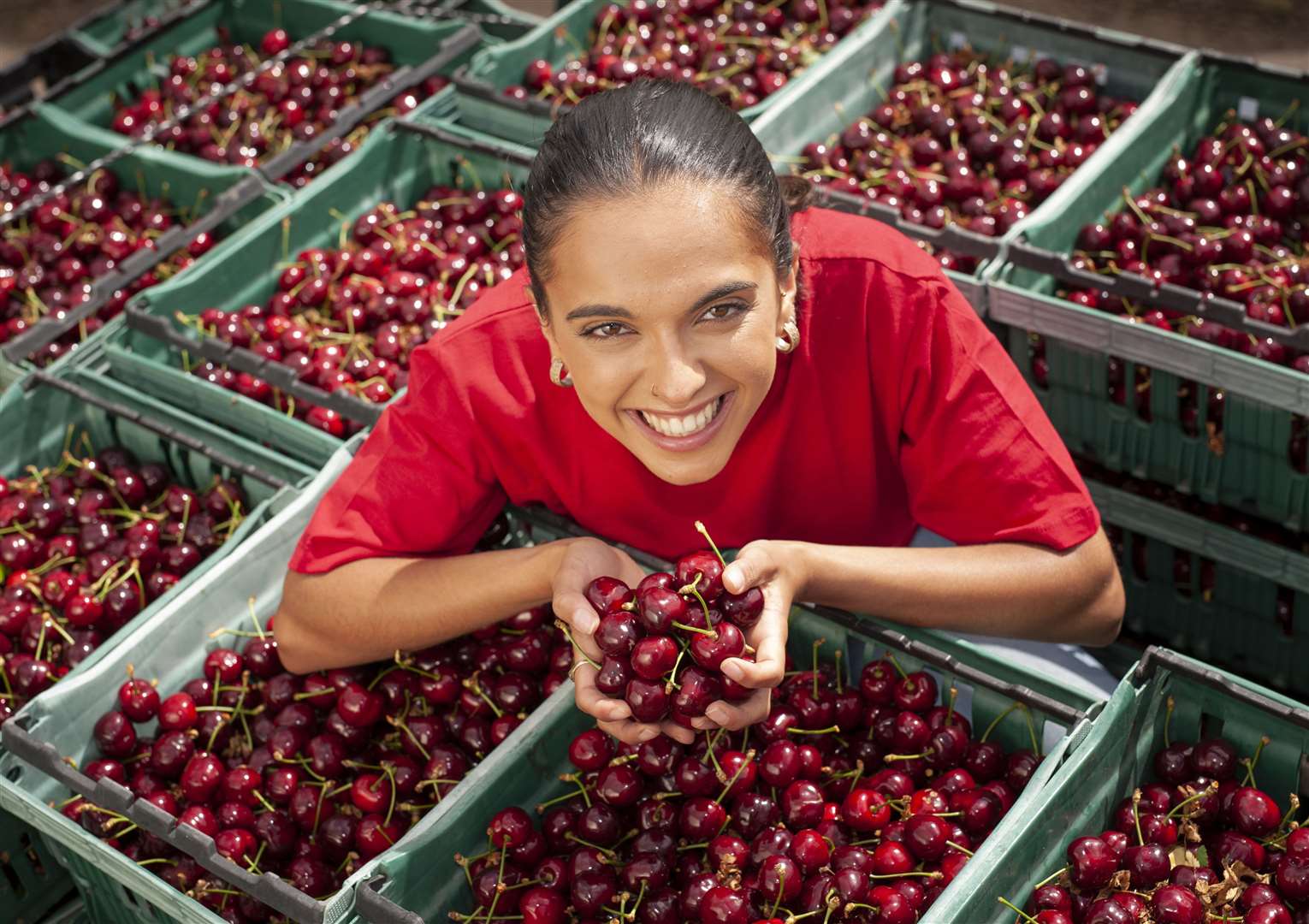 sweet cherries politics farm stands divides