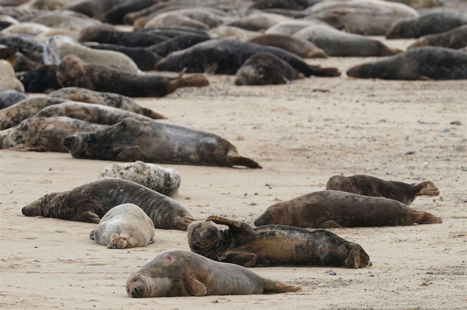 Some of the estimated 2,500 Atlantic grey seals on Horsey Beach in Norfolk (Joe Giddens/PA)