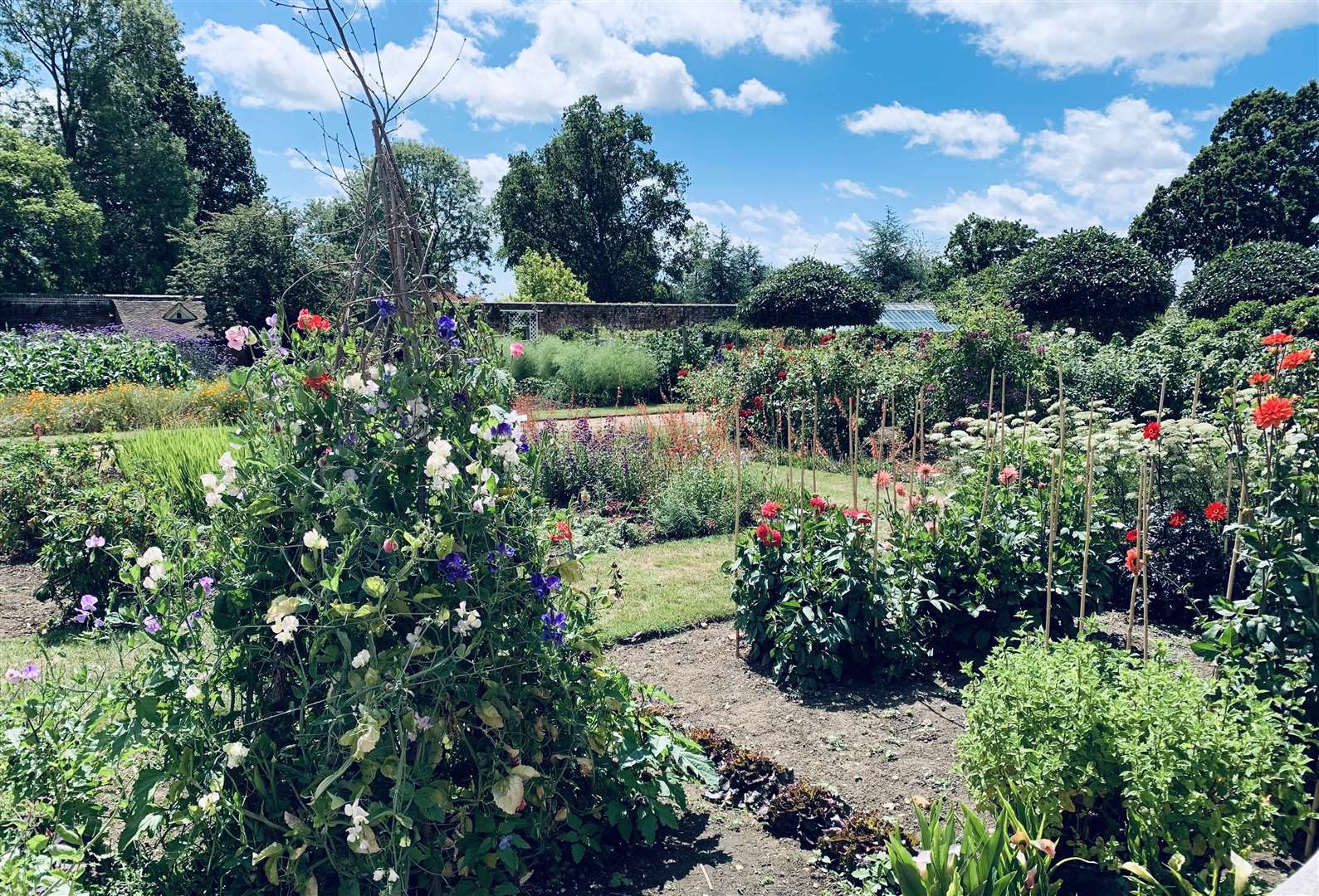 Sweet peas fill air with perfume in the Walled Garden