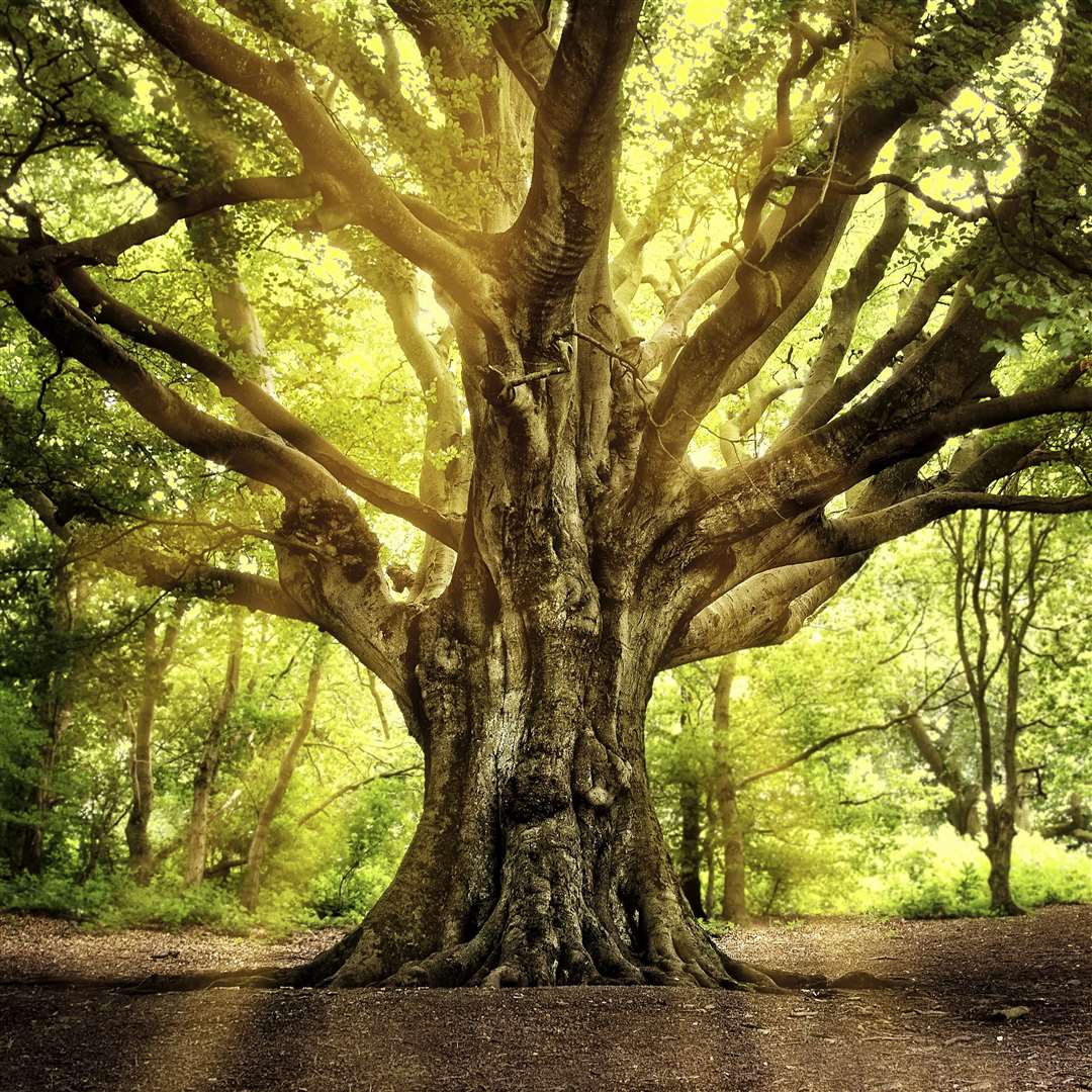 Ancient and veteran trees could be at risk, the Woodland Trust warns (John Smart/WTML/PA)