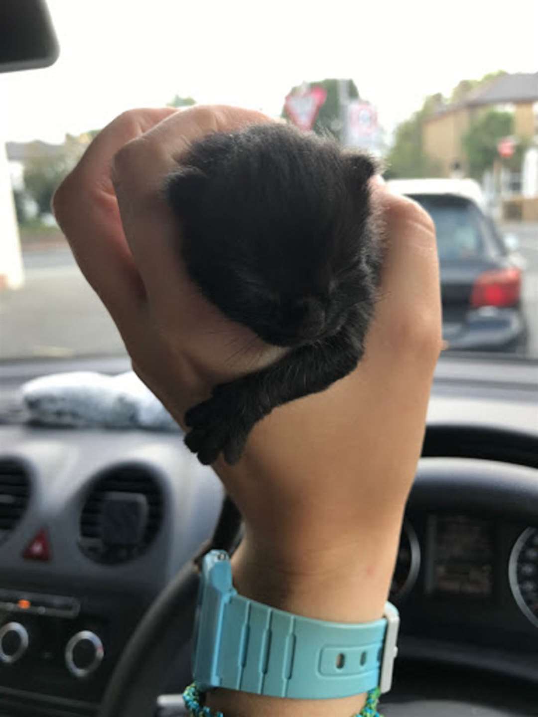 Eve the kitten (RSPCA)