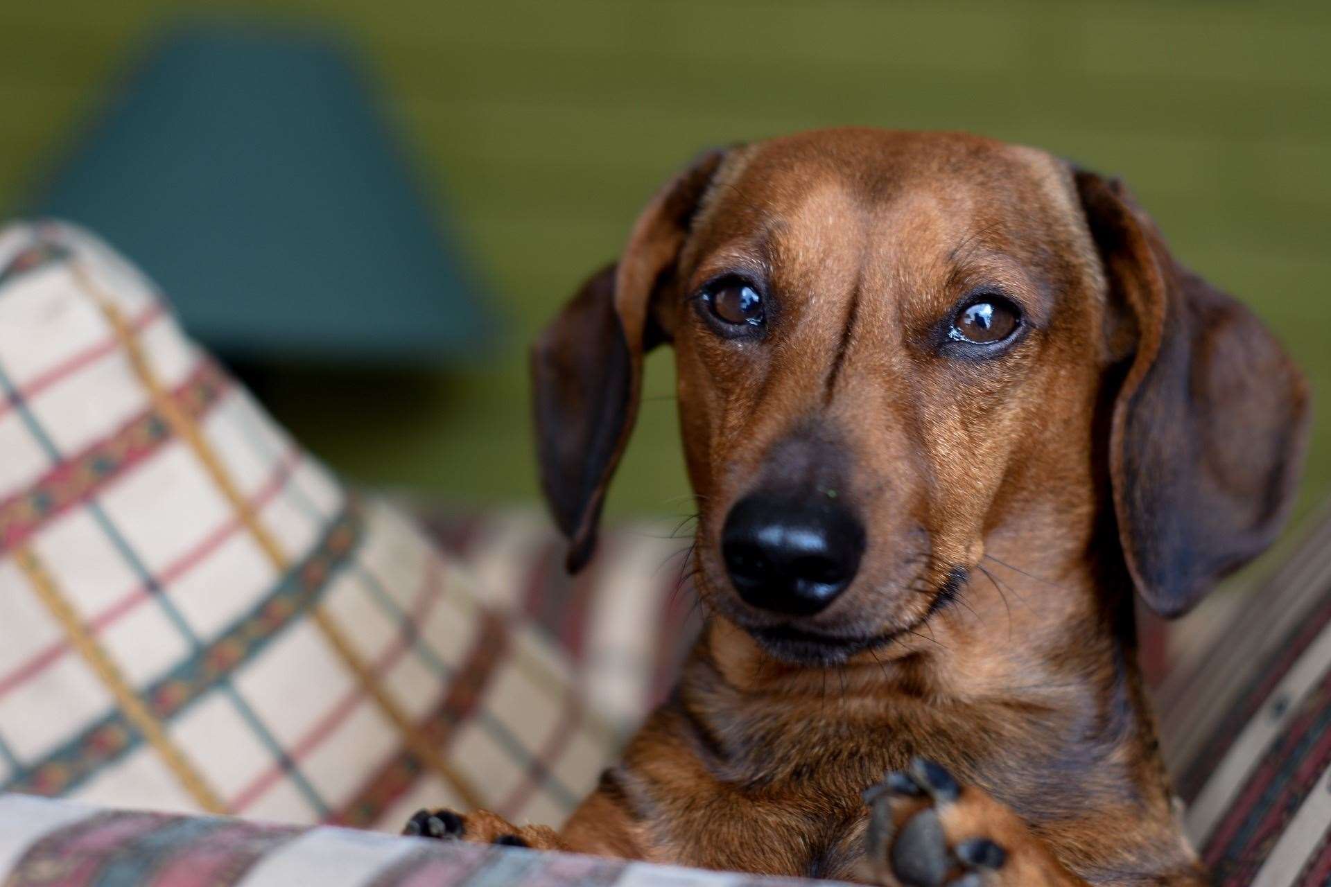 Daschunds are described as very sociable. Picture: Pixabay