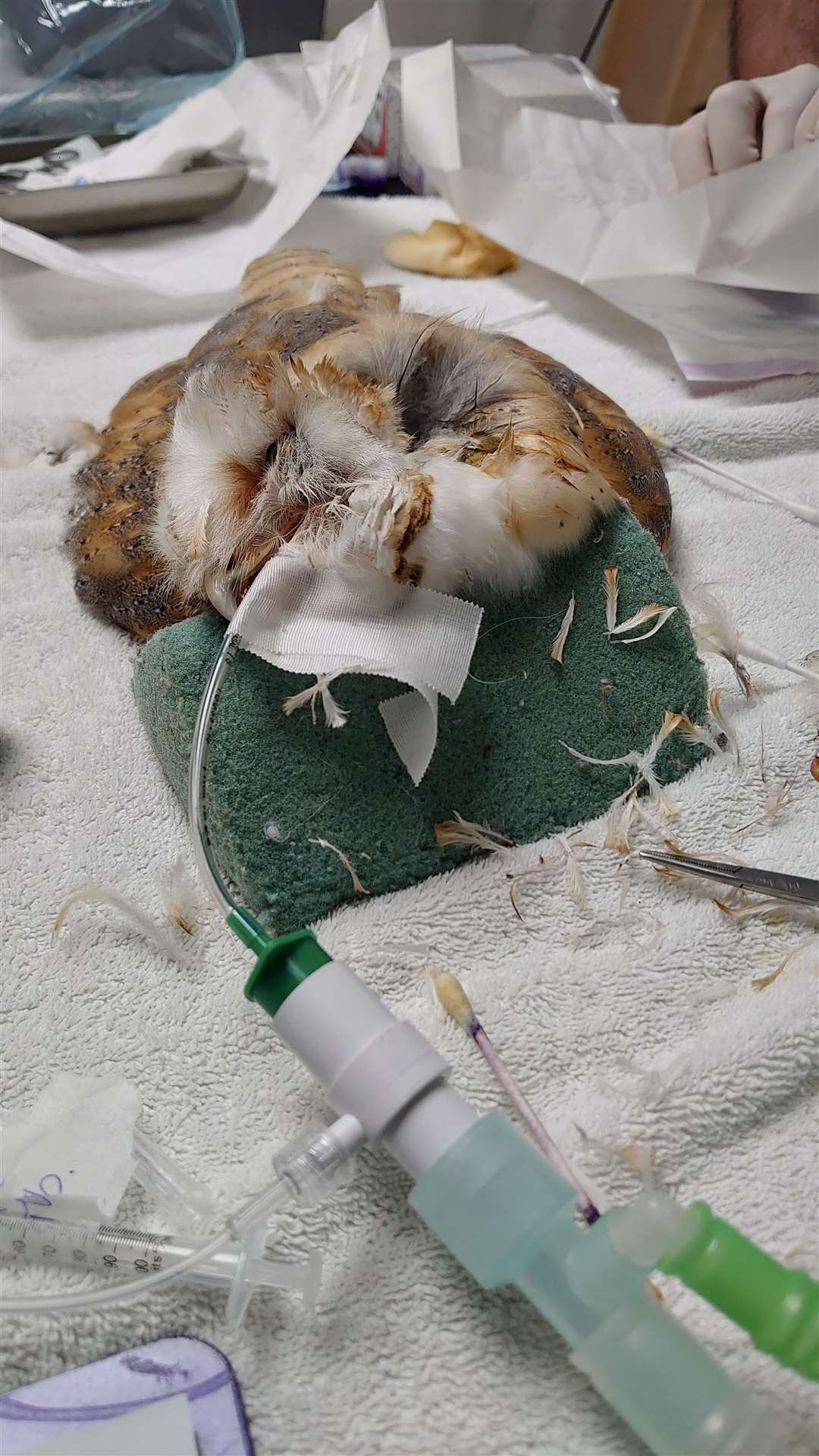 Grace in surgery with veterinary surgeon, Daniel Calvo Carrasco at Sandhole Vets. Images: Carly Ahlem