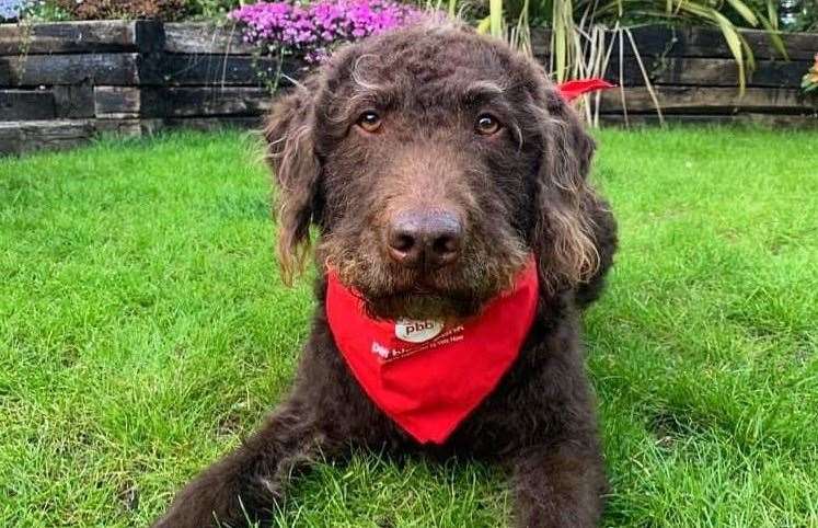 Donor dog Alfie. Picture: Pet Blood Bank UK