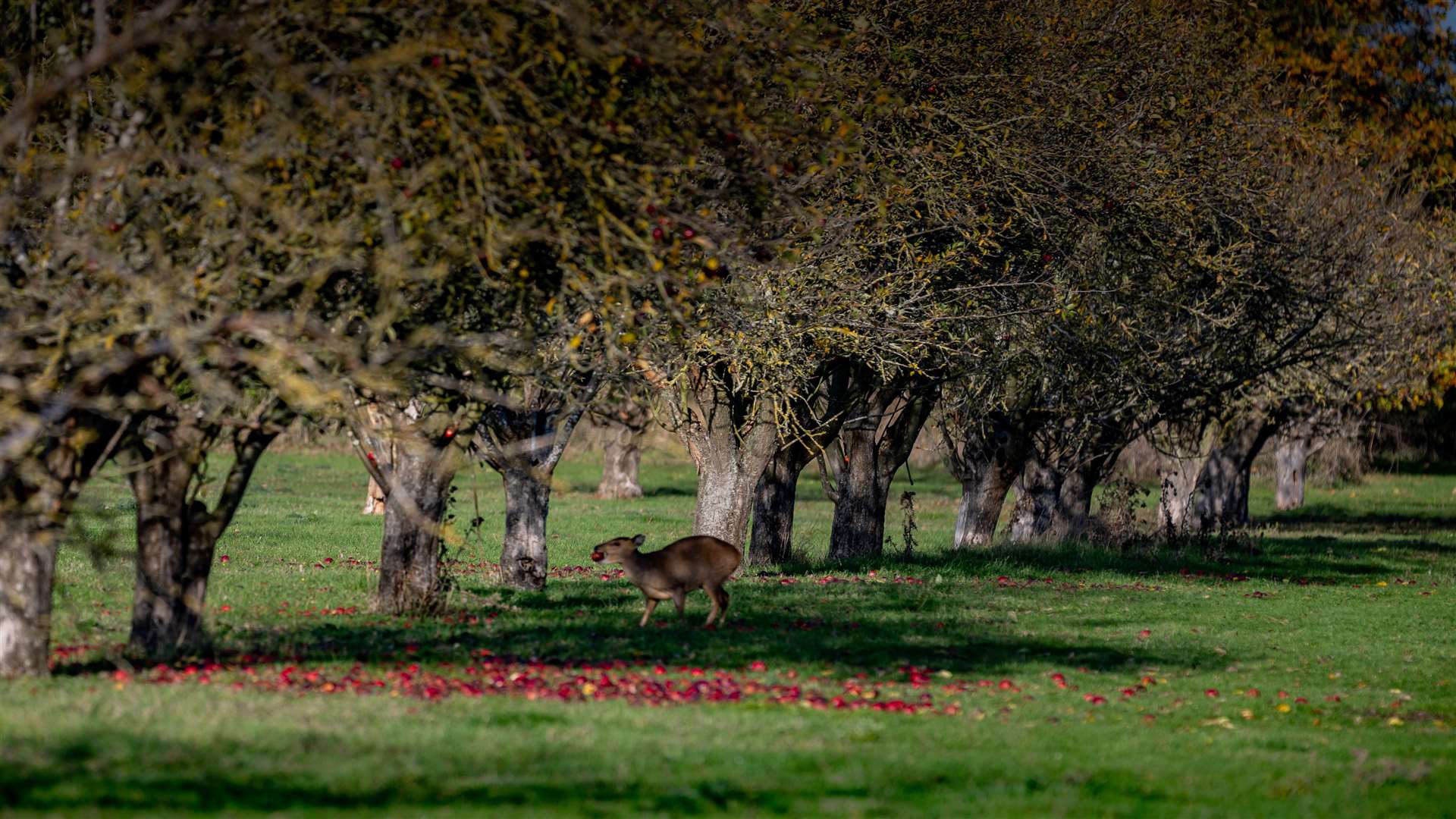 Coton Orchard (Anna Gazeley/PA)