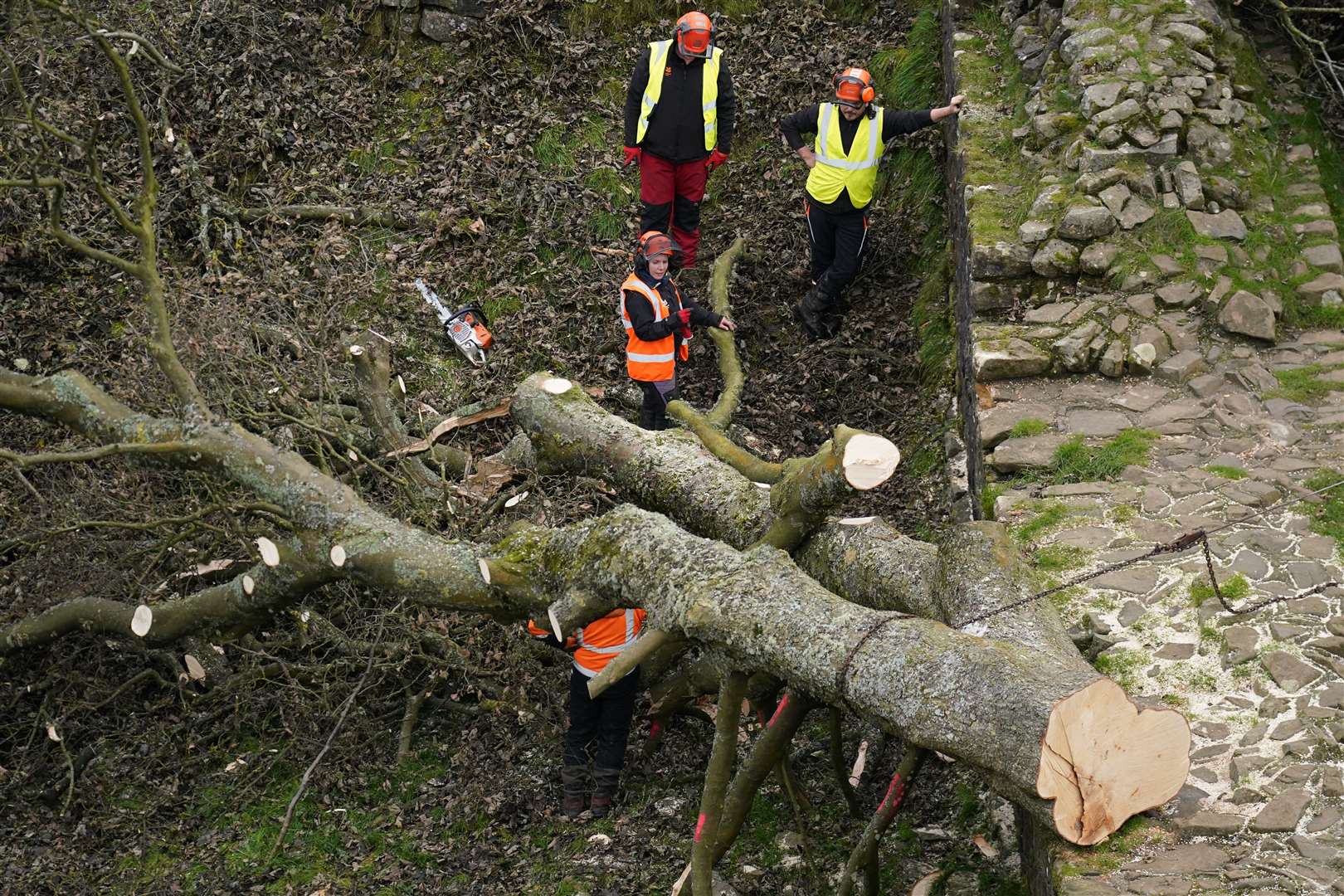 The National Trust is hopeful seeds and cuttings from the felled tree are viable for future propagation (Owen Humphreys/PA)