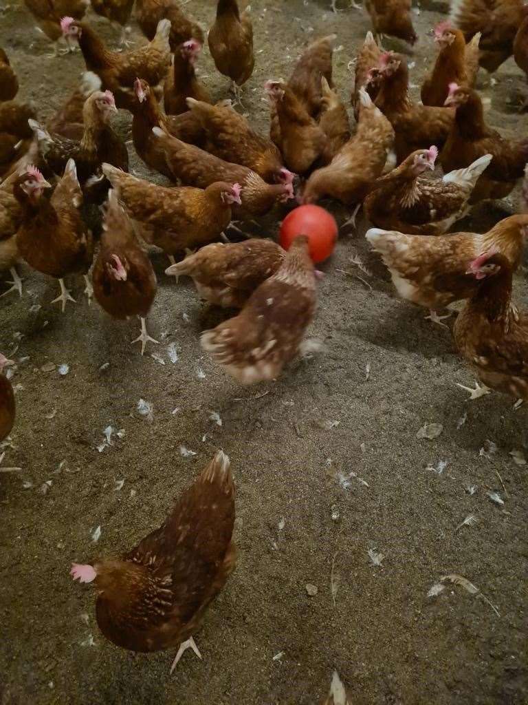 Farmer Phill Crawley said the footballs give the chickens something to scratch and forage at while they are inside. (Sunrise Poultry Farms Limited/ PA)