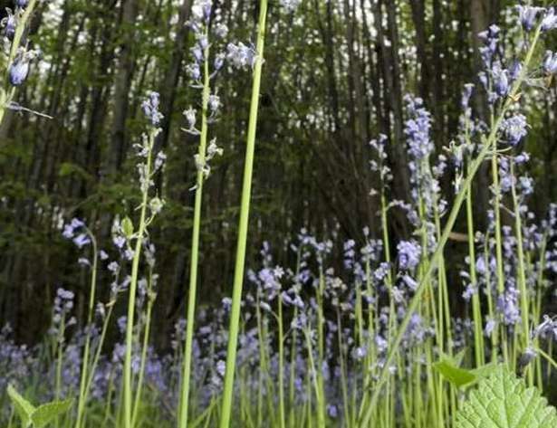 Oaken Wood in Barming